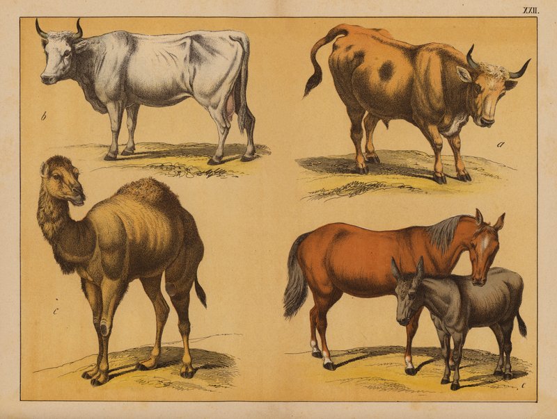 Animaux domestiques - (after) German School