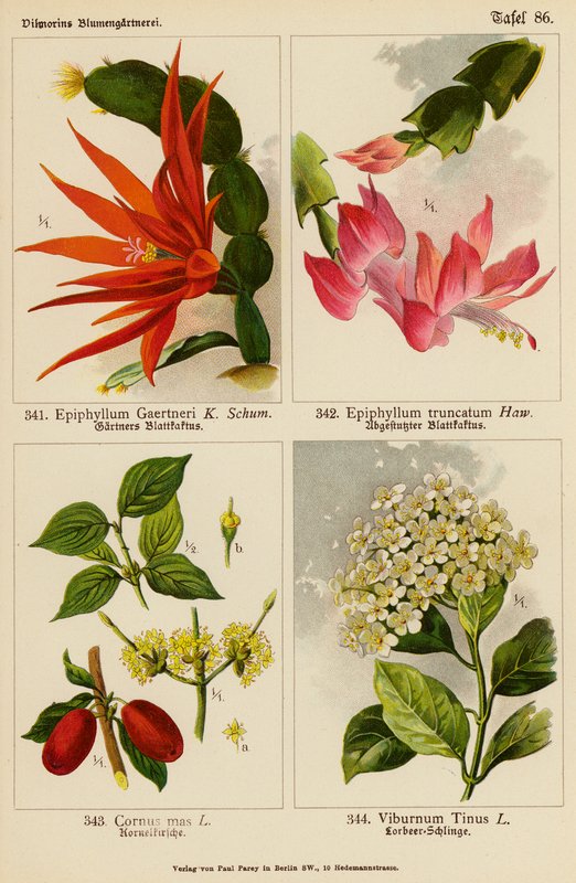 Epiphyllum Gaertneri, Epiphyllum Truncatum, Cornus Mas, Viburnum Tinus - (after) German School