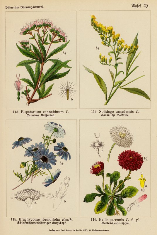 Eupatorium Cannabinum, Solidago Canadensis, Brachycome Iberidifolia, Bellis Perennis - (after) German School