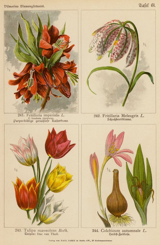 Fritillaria Imperialis, Fritillaria Meleagris, Tulipa Suaveolens, Colchicum Autumnale - (after) German School