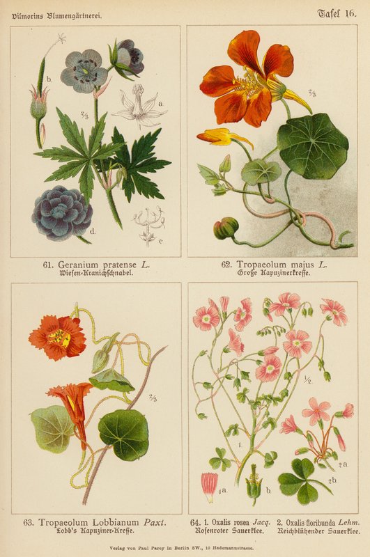 Geranium Pratense, Tropaeolum Majus, Tropaeolum Lobbianum, Oxalis Rosea, Oxalis Floribunda - (after) German School
