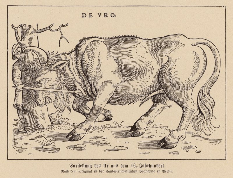 Chasse aux aurochs - (after) German School