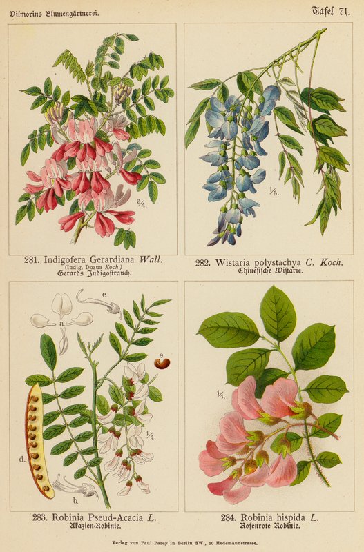Indigofera Gerardiana, Wistaria Polystachya, Robinia Pseud-Acacia, Robinia Hispida - (after) German School
