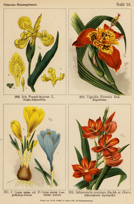 Iris Pseud-Acorus, Tigridia Pavonia, Crocus Vernus, Crocus Aureus, Schizostylis Coccinea - (after) German School