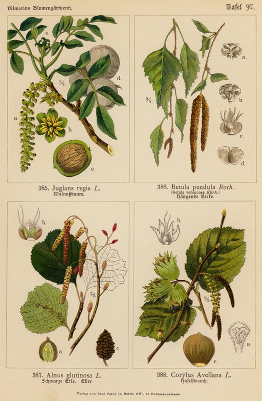 Juglans Regia, Betula Pendula, Alnus Glutinosa, Corylus Avellana - (after) German School