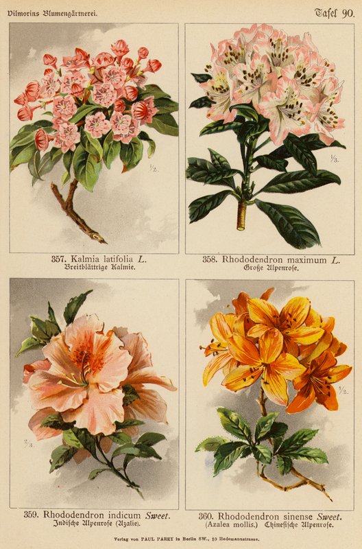 Kalmia Latifolia, Rhododendron Maximum, Rhododendron Indicum, Rhododendron Sinense - (after) German School