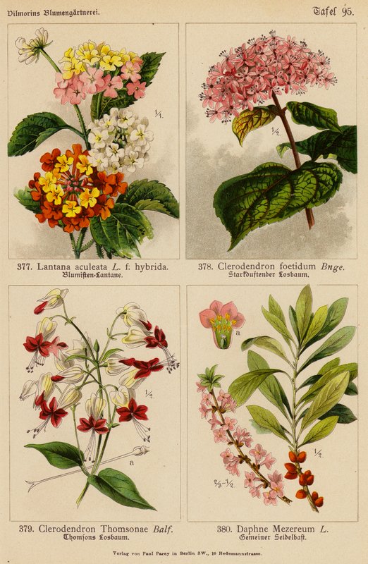 Lantana Aculeata, Clerodendron Foetidum, Clerodendron Thomsonae, Daphne Mezereum - (after) German School