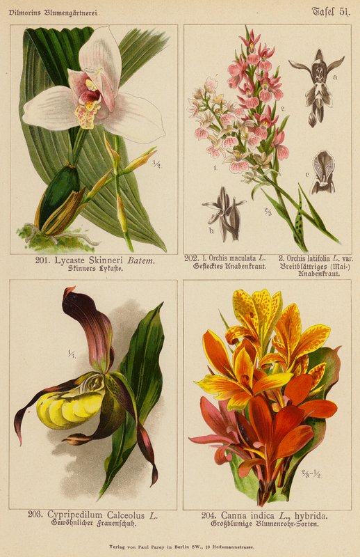 Lycaste Skinneri, Orchis Maculata, Orchis Latifolia, Cypripedilum Calceolus, Canna Indica - (after) German School