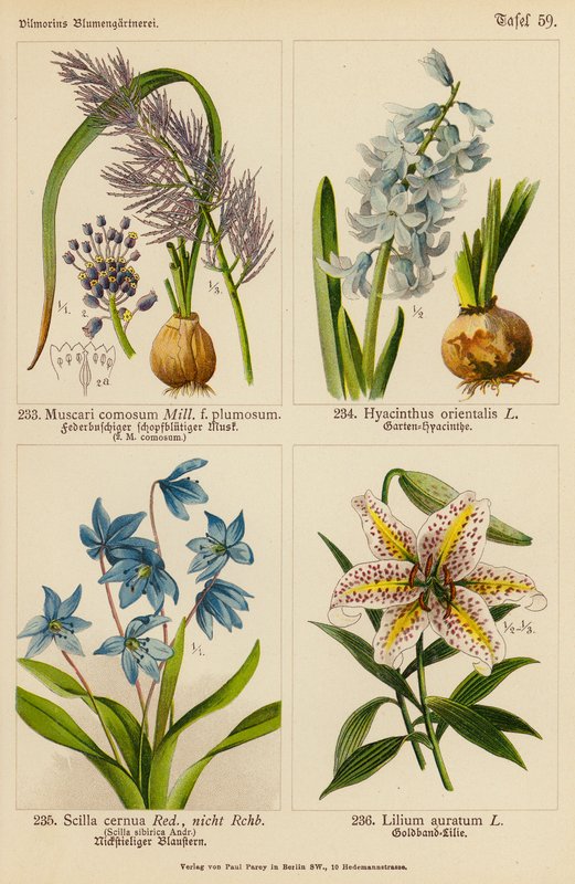 Muscari Comosum, Hyacinthus Orientalis, Scilla Cernua, Lilium Auratum - (after) German School