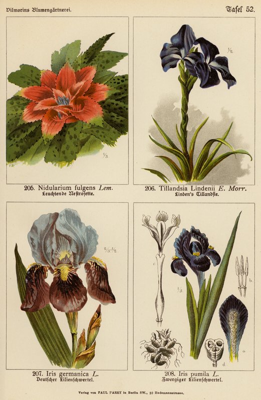 Nidularium Fulgens, Tillandsia Lindenii, Iris Germanica, Iris Pumila - (after) German School
