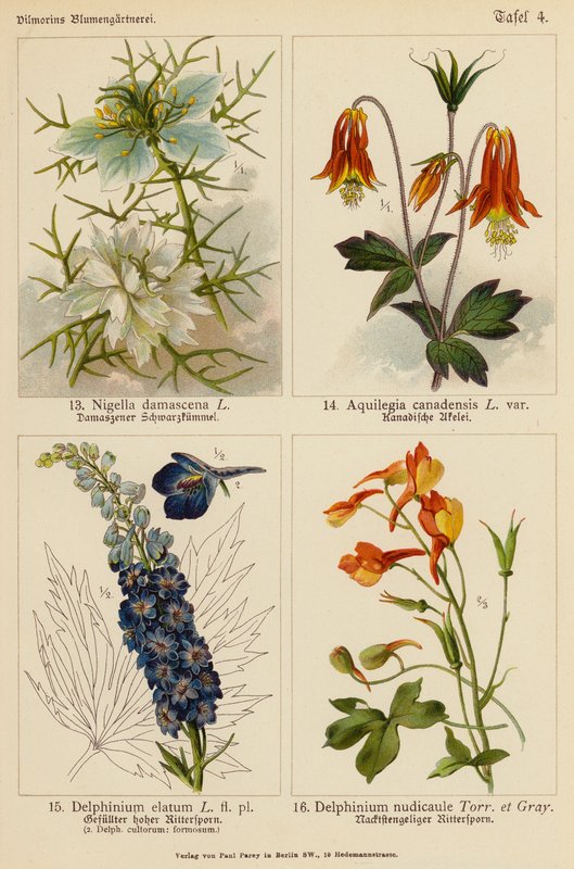 Nigella Damascena, Aquilegia Canadensis, Delphinium Elatum, Delphinium Nudicaule - (after) German School