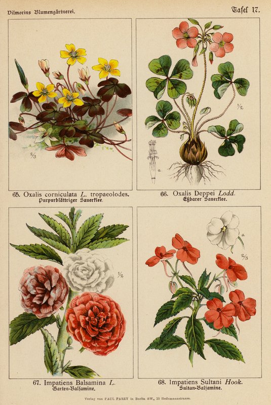 Oxalis Corniculata, Oxalis Deppei, Impatiens Balsamina, Impatiens Sultani - (after) German School