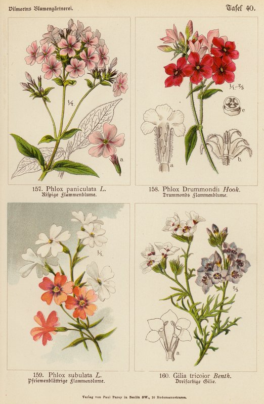 Phlox Paniculata, Phlox Drummondii, Phlox Subulata, Gilia Tricolor - (after) German School