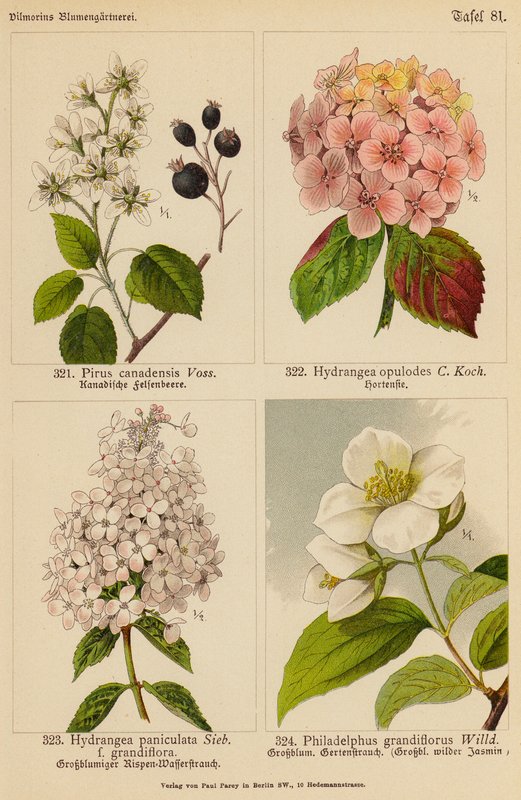 Pirus Canadensis, Hydrangea Opulodes, Hydrangea Paniculata, Philadelphus Grandiflorus - (after) German School