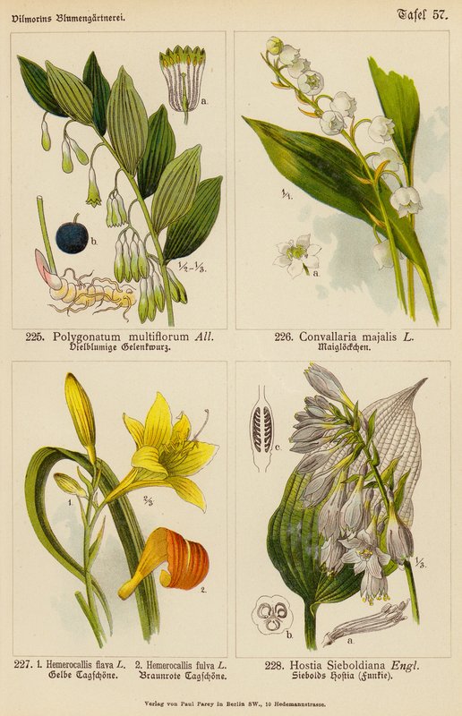 Polygonatum Multiflorum, Convallaria Majalis, Hemerocallis Flava, Hemerocallis Fulva, Hostia Sieboldiana - (after) German School
