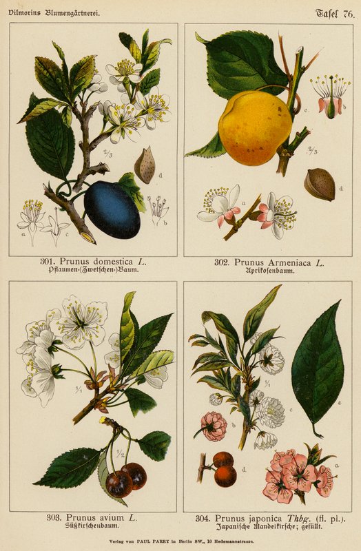 Prunus Domestica, Prunus Armeniaca, Prunus Avium, Prunus Japonica - (after) German School