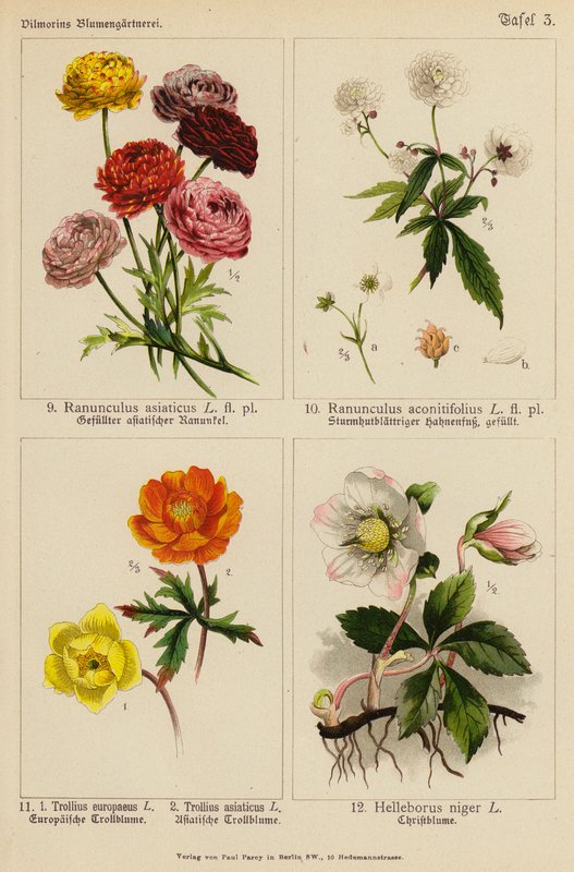 Ranunculus Asiaticus, Ranunculus Aconitifolius, Trollius Europeaeus, Trollius Asiaticus, Helleborus Niger - (after) German School