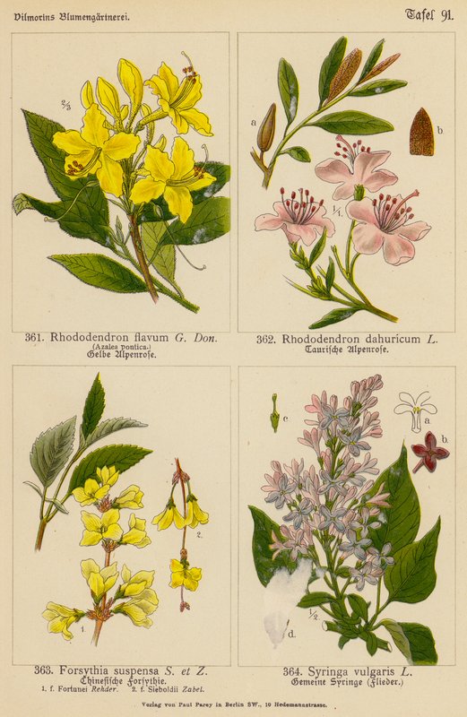 Rhododendron Flavum, Rhododendron Dahuricum, Forsythia Suspensa, Syringa Vulgaris (lithographie en couleur) - (after) German School