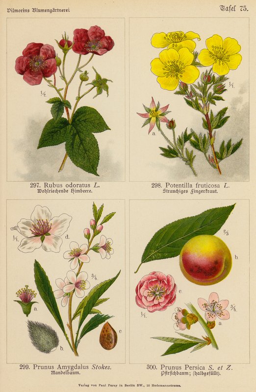 Rubus Odoratus, Potentilla Fruticosa, Prunus Amygdalus, Prunus Persica - (after) German School