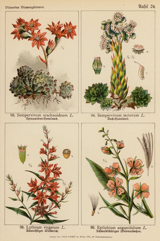 Sempervivum Arachnoideum, Sempervivum Tectorum, Lythrum Virgatum, Epilobium Angustifolium - (after) German School
