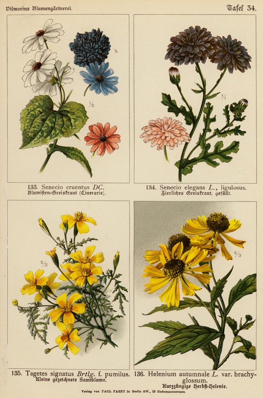 Senecio Cruentus, Senecio Elegans, Tagetes Signatus, Helenium Autumnale - (after) German School