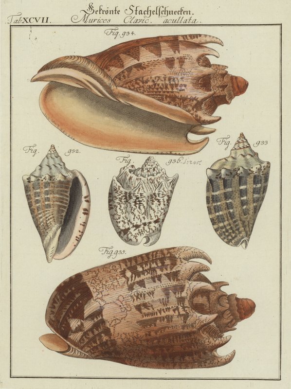 Coquillages - (after) German School