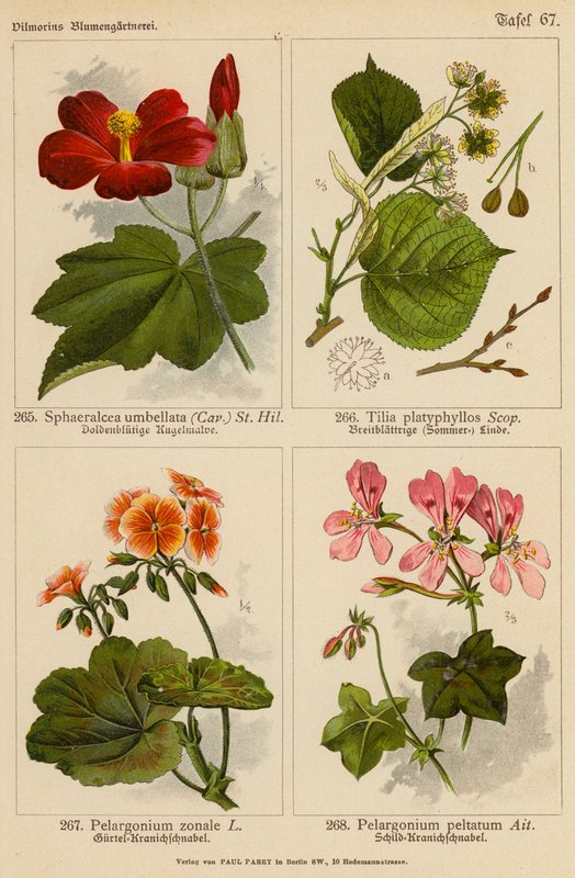 Sphaeralcea Umbellata, Tilia Platyphyllos, Pelargonium Zonale, Pelargonium Peltatum - (after) German School