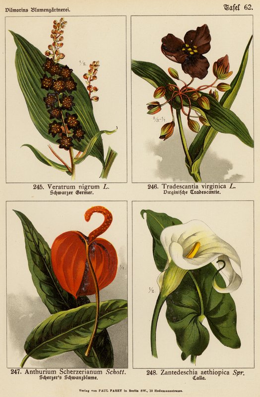 Veratrum Nigrum, Tradescantia Virginica, Anthurium Scherzerianum, Zantedeschia Aethiopica - (after) German School
