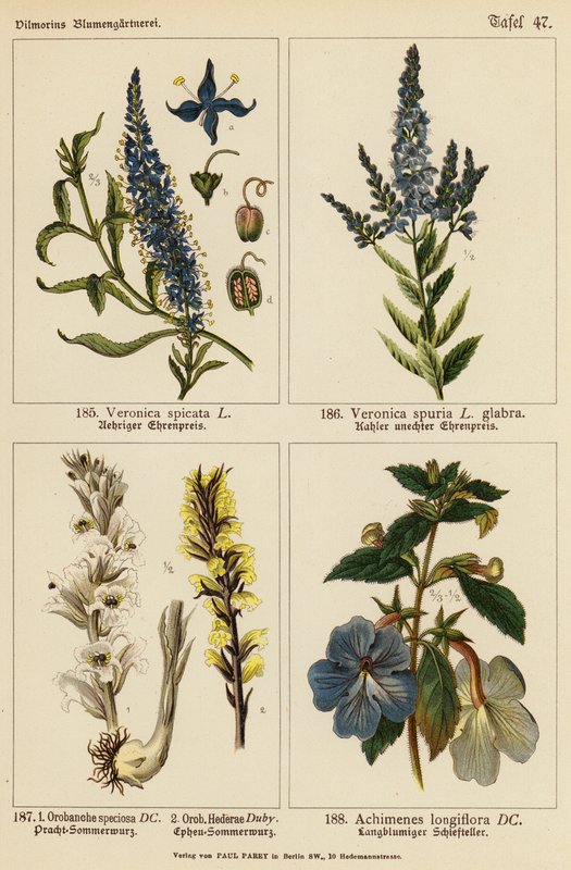 Veronica Spicata, Veronica Spuria, Orobanche Speciosa, Orobanche Hederae, Achimenes Longiflora - (after) German School