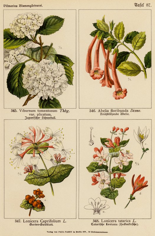 Viorne tomenteuse, Abélia floribunda, Chèvrefeuille caprifolium, Chèvrefeuille tatarica - (after) German School