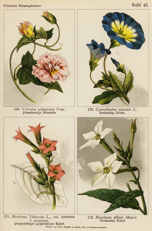 Volvulus Pubescens, Convolvulus Tricolor, Nicotiana Tabacum, Nicotiana Affinis - (after) German School