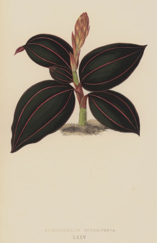 Anoectochilus Rubro-Venia - English School