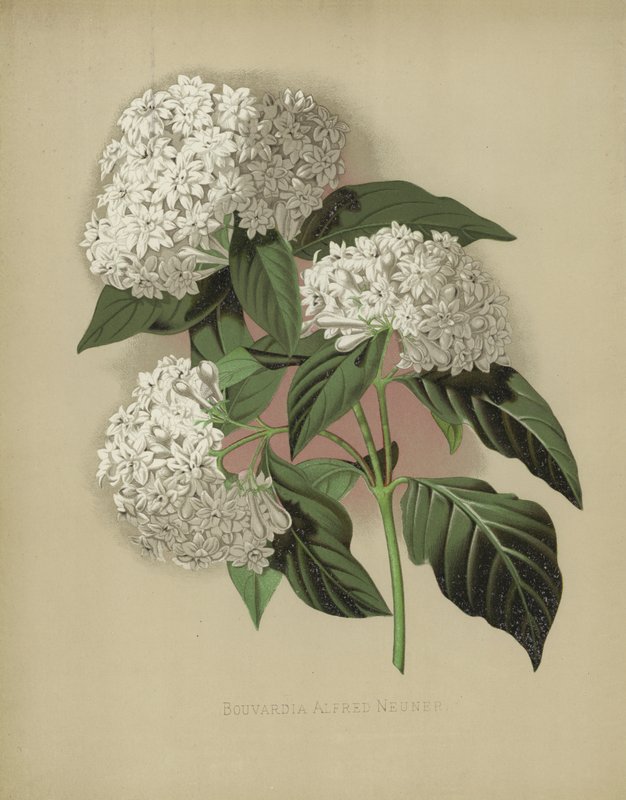 Bouvardia Alfred Neuner - English School