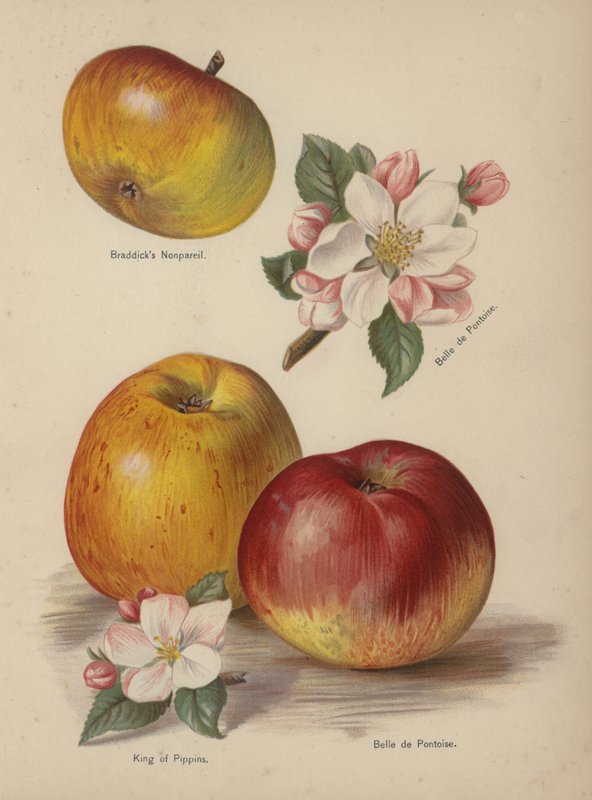 Braddicks Nonpareil, Belle de Pontoise, King of Pippins - English School
