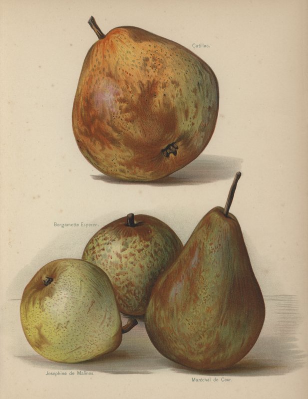 Catillac, Bergamotte Esperen, Joséphine de Malines, Maréchal de Cour - English School