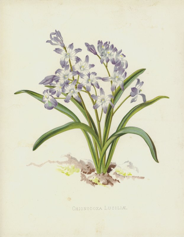 Chionodoxa Luciliae - English School