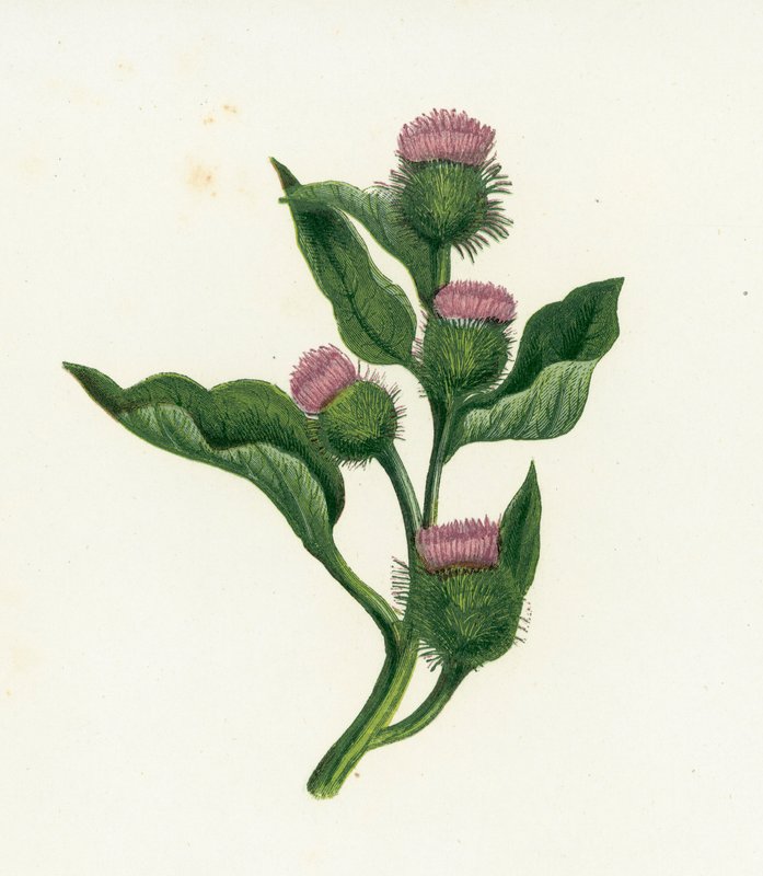 Bardane commune, Arctium Lappa - English School