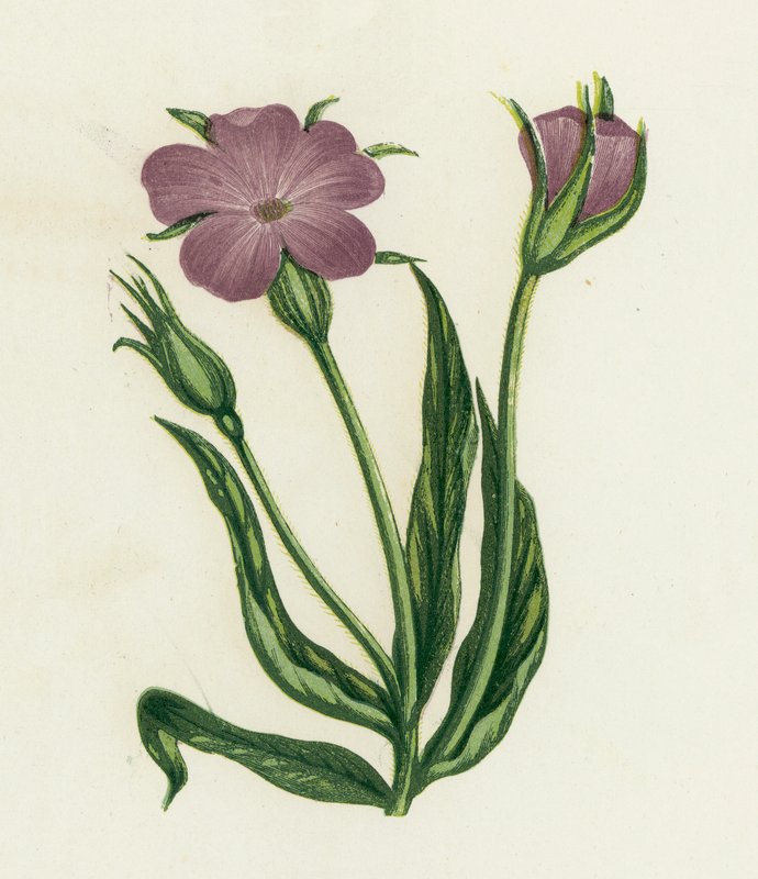 Nielle des blés, Agrostemma Githago - English School
