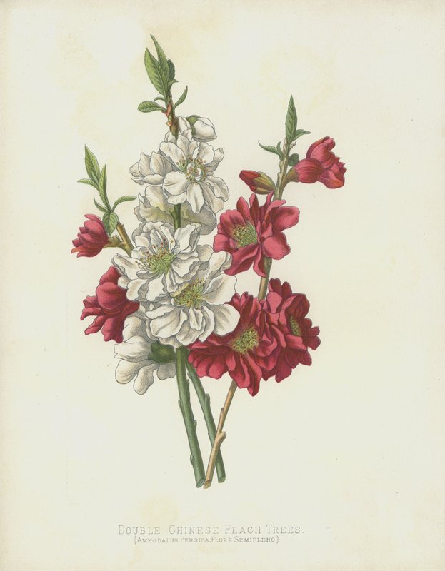 Pêchers chinois doubles, Amygdalus Persica; Flore Semipleno - English School