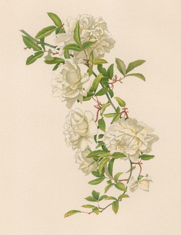 Rose anglaise - English School
