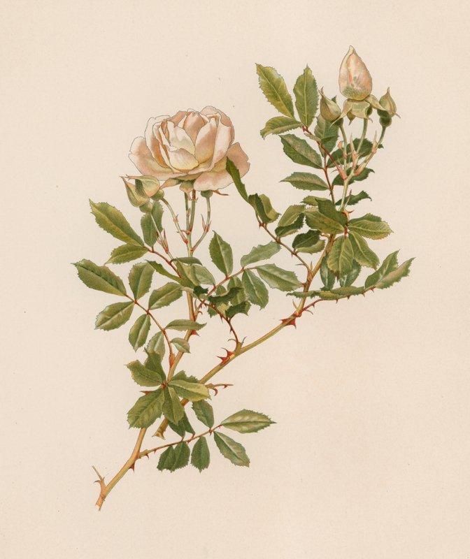 Rose anglaise - English School