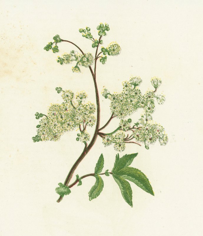 Reine des prés, Spiraea Ulmaria - English School