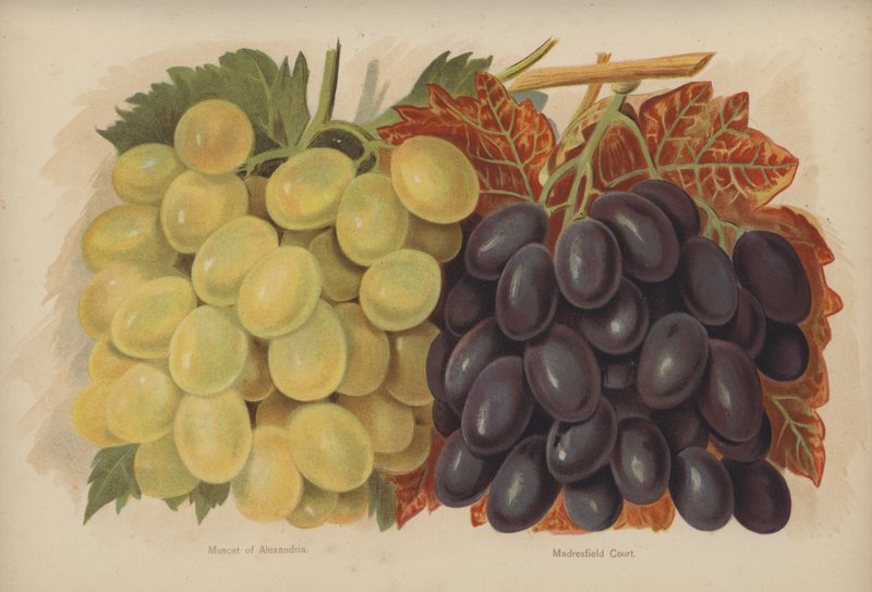 Muscat d