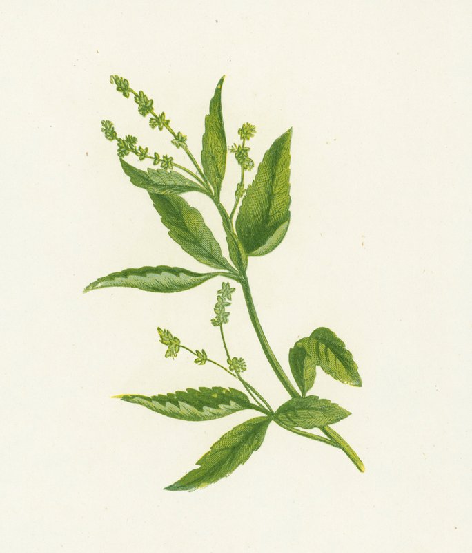 Mercuriale vivace, Mercurialis Perennis - English School