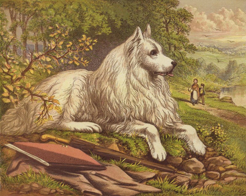 Chiens de compagnie - English School