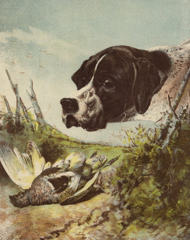Pointer et perdrix - English School