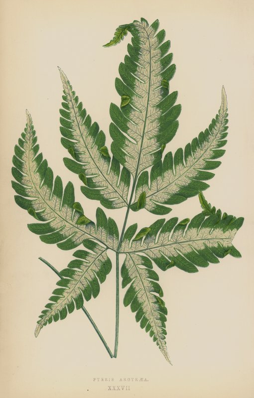 Pteris Argyraea - English School