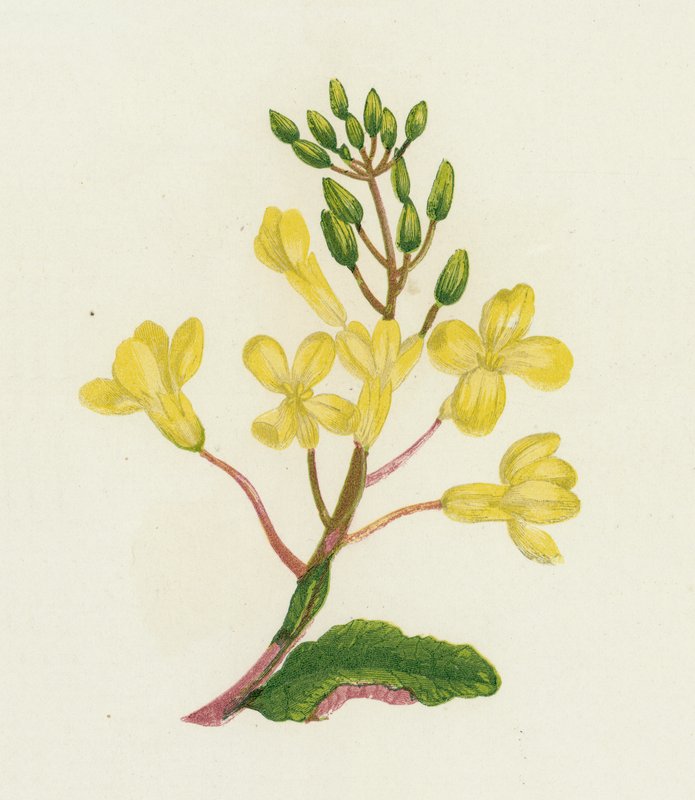Chou marin, Brassica Oleracea - English School