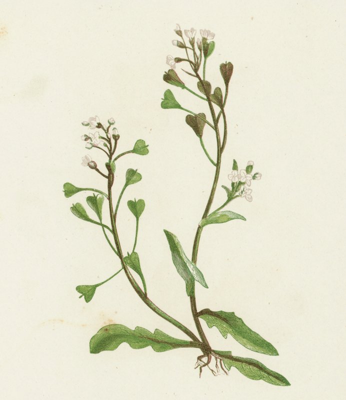 Capselle bourse-à-pasteur, Capsella Bursa-pastoris - English School