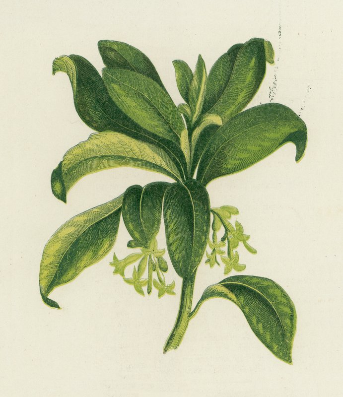 Laurier des bois, Daphne Laureola - English School
